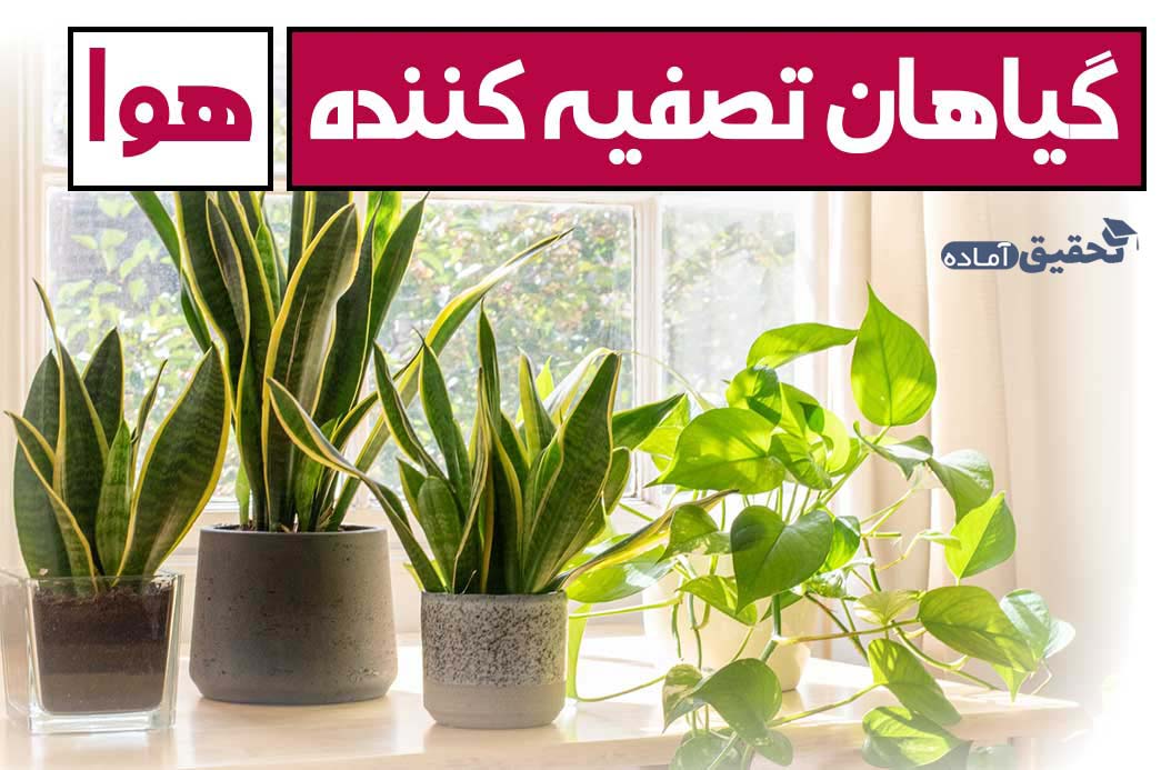 گیاهان تصفیه کننده هوا در منزل