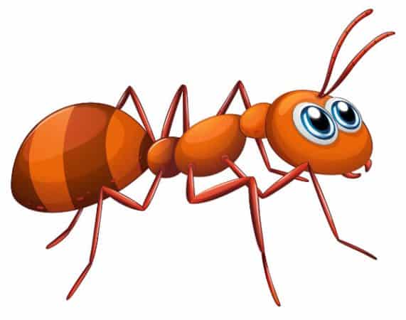 تحقیق درباره مورچه ها - تحقیق آماده