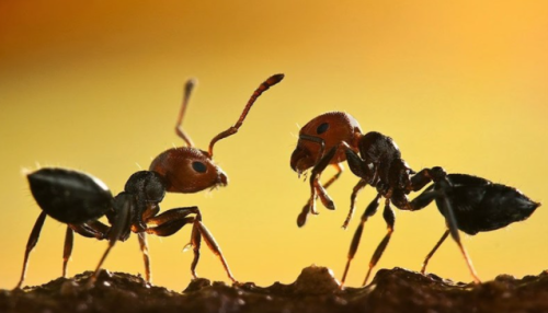 همه چیز در مورد مورچه ها