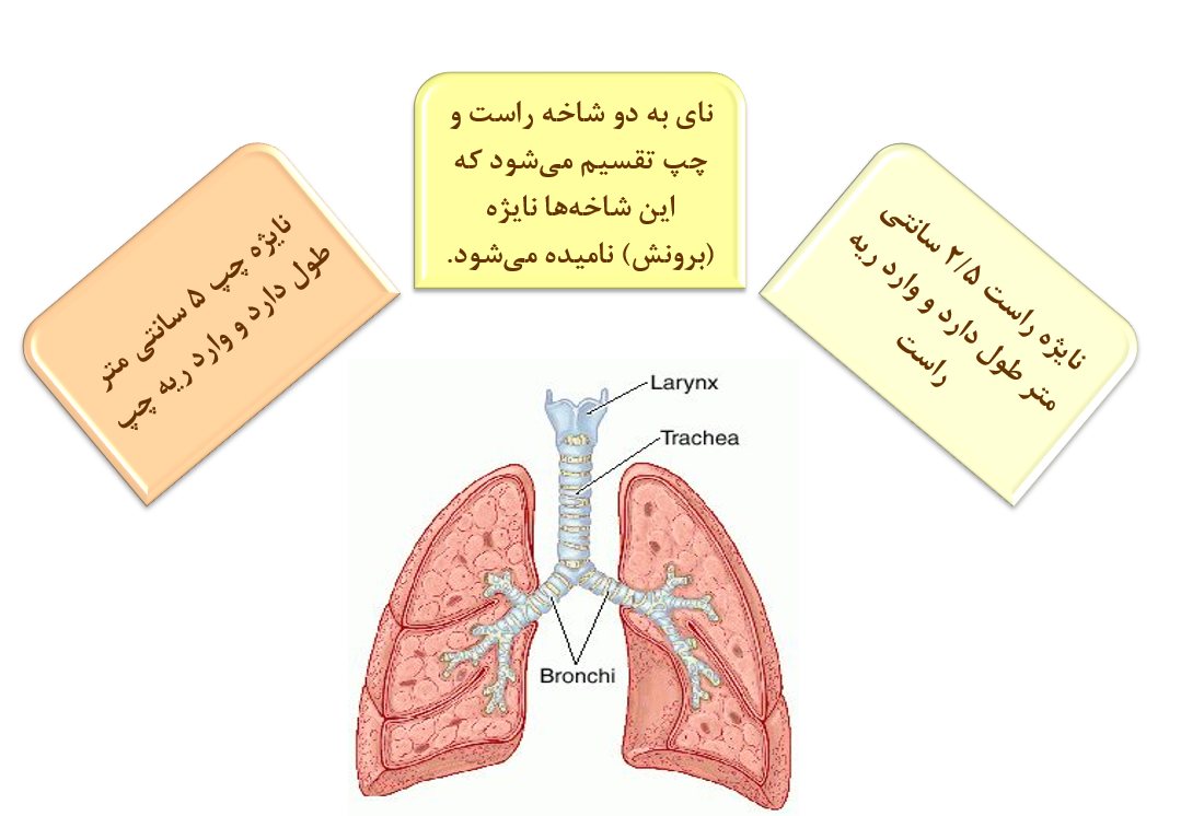 پاورپوینت کامل در مورد سیستم تنفسی
