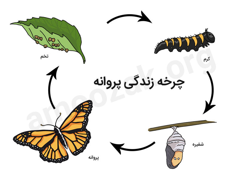 چرخه زندگی پروانه - طرح جابر
