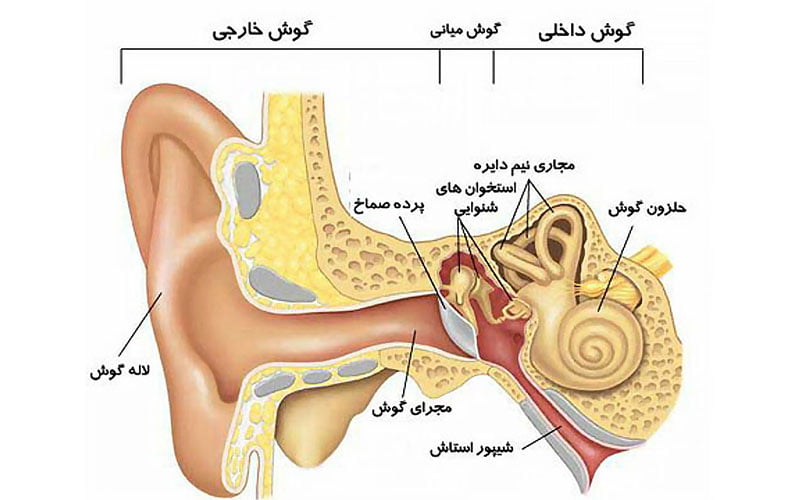 ساختار گوش